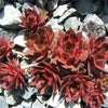 25 MIXED HENS & CHICKS Chickens Succulent (Live Forever) Sempervivum Flower Seeds