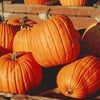50 JACK O LANTERN PUMPKIN Cucurbita Maxima Vegetable Seeds