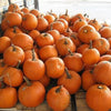 50 JACK O LANTERN PUMPKIN Cucurbita Maxima Vegetable Seeds