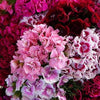 500 MIXED Colors SWEET WILLIAM Dianthus Barbatus Color Mix Red White Pink Bicolor Flower Seeds