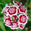 500 MIXED Colors SWEET WILLIAM Dianthus Barbatus Color Mix Red White Pink Bicolor Flower Seeds