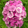 500 MIXED Colors SWEET WILLIAM Dianthus Barbatus Color Mix Red White Pink Bicolor Flower Seeds