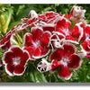 500 MIXED Colors SWEET WILLIAM Dianthus Barbatus Color Mix Red White Pink Bicolor Flower Seeds