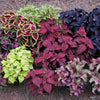 100 Mixed Colors COLEUS RAINBOW MIX Shade Houseplant Solenostemon Flower Seeds