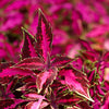 100 Mixed Colors COLEUS RAINBOW MIX Shade Houseplant Solenostemon Flower Seeds