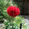 100 Red OASE PEONY POPPY Papaver Peoniflorum Double Flower Seeds