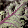500 RED RUSSIAN KALE Brassica Oleracea Vegetable Seeds
