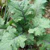 500 RED RUSSIAN KALE Brassica Oleracea Vegetable Seeds