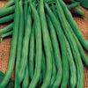 50 FRENCH Blue Lake POLE BEAN Phaseolus Vulgaris Vegetable Seeds