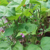 50 FRENCH Blue Lake POLE BEAN Phaseolus Vulgaris Vegetable Seeds