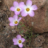 1000 MOUNTAIN PHLOX (California Phlox) Linanthus Grandiflorus Flower Seeds