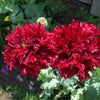 100 Giant Double RED PEONY POPPY Papaver Peoniflorum Flower Seeds