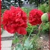 100 Giant Double RED PEONY POPPY Papaver Peoniflorum Flower Seeds