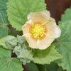100 COUNTRY MALLOW (Bala / Flannel Weed) Sida Cordifolia Flower Seeds
