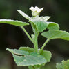 100 COUNTRY MALLOW (Bala / Flannel Weed) Sida Cordifolia Flower Seeds