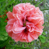 100 Flemish Antique PEONY POPPY MIXED Colors  Papaver Peoniflorum Flower Seeds