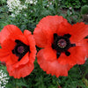 1000 MIXED Colors ORIENTAL POPPY Papaver Orientale Flower Seeds