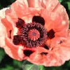 1000 MIXED Colors ORIENTAL POPPY Papaver Orientale Flower Seeds