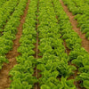 3000 Loose Leaf Green GRAND RAPIDS LETTUCE Lactuca Sativa Vegetable Seeds