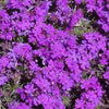 200 Pink & Purple MOSS VERBENA Verbena Tenuisecta Fragrant Hummingbird Flower Seeds
