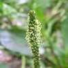 1000 CHINESE PLANTAIN Plantago Asiatica Herb Flower Seeds