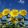 50 HOPI COMMON SUNFLOWER Helianthus Annuus Flower Seeds