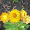 50 YELLOW DOUBLE STRAWFLOWER Helichrysum Bracteatum Flower Seeds