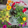 50 YELLOW DOUBLE STRAWFLOWER Helichrysum Bracteatum Flower Seeds