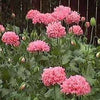 250 Bombast ROSE PEONY POPPY Papaver Peoniflorum Flower Seeds