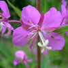 300 FIREWEED / ROSEBAY (Great Willowherb) Epilobium Angustifolium Flower Seeds