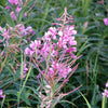 300 FIREWEED / ROSEBAY (Great Willowherb) Epilobium Angustifolium Flower Seeds