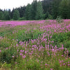 300 FIREWEED / ROSEBAY (Great Willowherb) Epilobium Angustifolium Flower Seeds