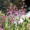 300 FIREWEED / ROSEBAY (Great Willowherb) Epilobium Angustifolium Flower Seeds
