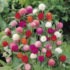 50 GLOBE AMARANTH MIX Gomphrena Globosa Mixed Colors Amaranthus Flower Seeds