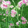 25 NORA BARLOW Pink COLUMBINE Aquilegia Caerulea Flower Seeds