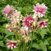 25 NORA BARLOW Pink COLUMBINE Aquilegia Caerulea Flower Seeds