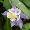 50 Blue ROCKY MOUNTAIN COLUMBINE Aquilegia Caerulea Flower Seeds