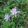 50 Blue ROCKY MOUNTAIN COLUMBINE Aquilegia Caerulea Flower Seeds