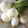 500 Crystal White WAX PEARL ONION Allium Cepa Vegetable Seeds