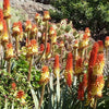 50 TORCH LILY Red Hot Poker / Tritoma / Kniphofia Uvaria Flower Seeds