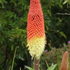 50 TORCH LILY Red Hot Poker / Tritoma / Kniphofia Uvaria Flower Seeds