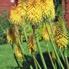 50 TORCH LILY Red Hot Poker / Tritoma / Kniphofia Uvaria Flower Seeds