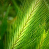 100 Common BARLEY Hordeum Vulgare Grain Grass Cover Crop Beer Seeds