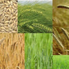 100 Common BARLEY Hordeum Vulgare Grain Grass Cover Crop Beer Seeds