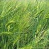 100 Common BARLEY Hordeum Vulgare Grain Grass Cover Crop Beer Seeds