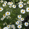 500 ROMAN CHAMOMILE Chamaemelum Nobile Herb Flower Seeds