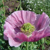 1000 LAVENDER POPPY Purple Papaver Somniferum Flower Seeds