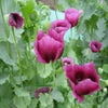 1000 LAVENDER POPPY Purple Papaver Somniferum Flower Seeds