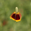 500 MEXICAN HAT Ratibida Columnaris Flower Seeds