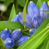 200 BOTTLE GENTIAN (Closed or Blind Gentian / Cloistered Heart) Gentiana Andrewsii Flower Seeds